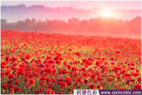 圖片4.png 圖片4.png